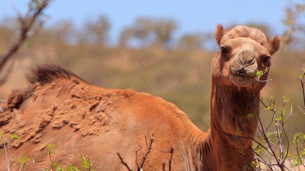 Man, dog and five camels rescued from fall in Australian bush - BBC News