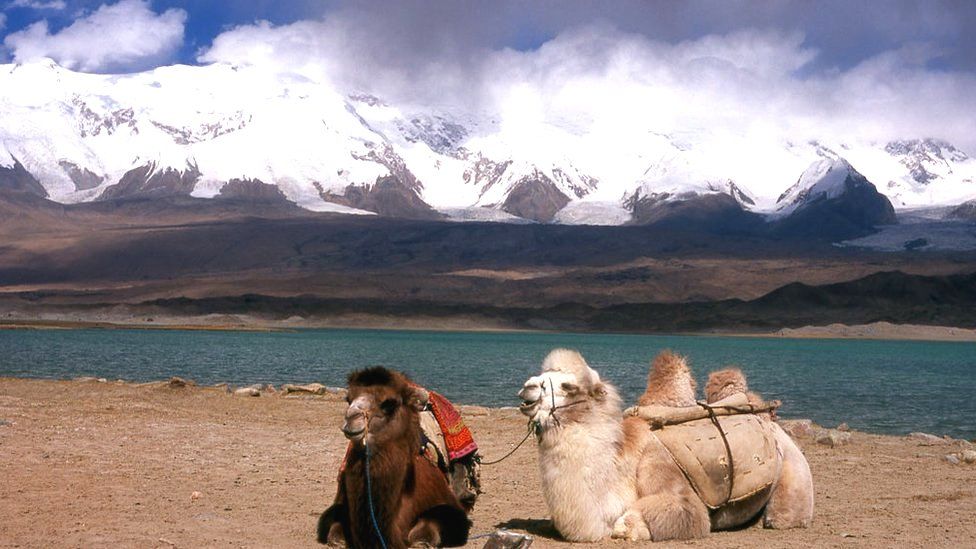 Bactrian camels at Lake Karakul on the Karakoram Highway
