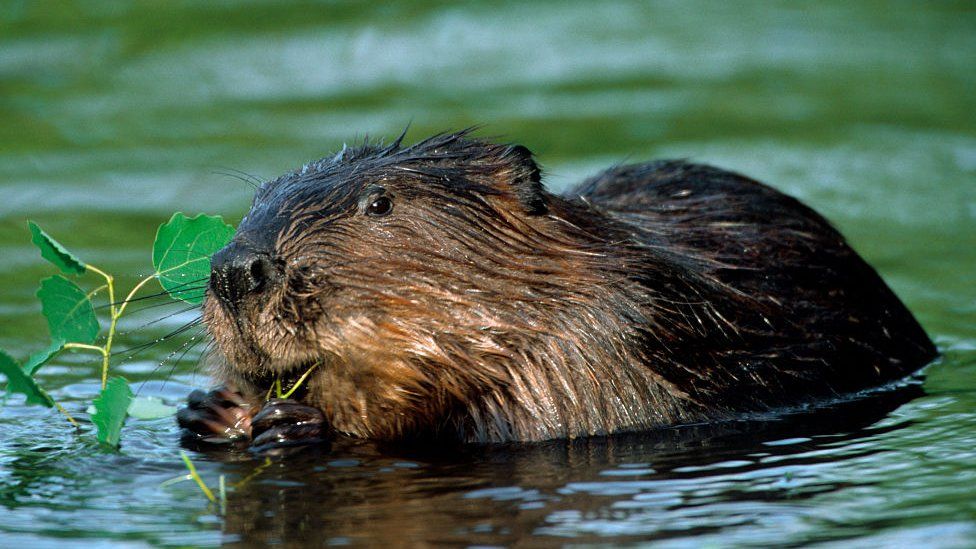 Beaver eating a branch