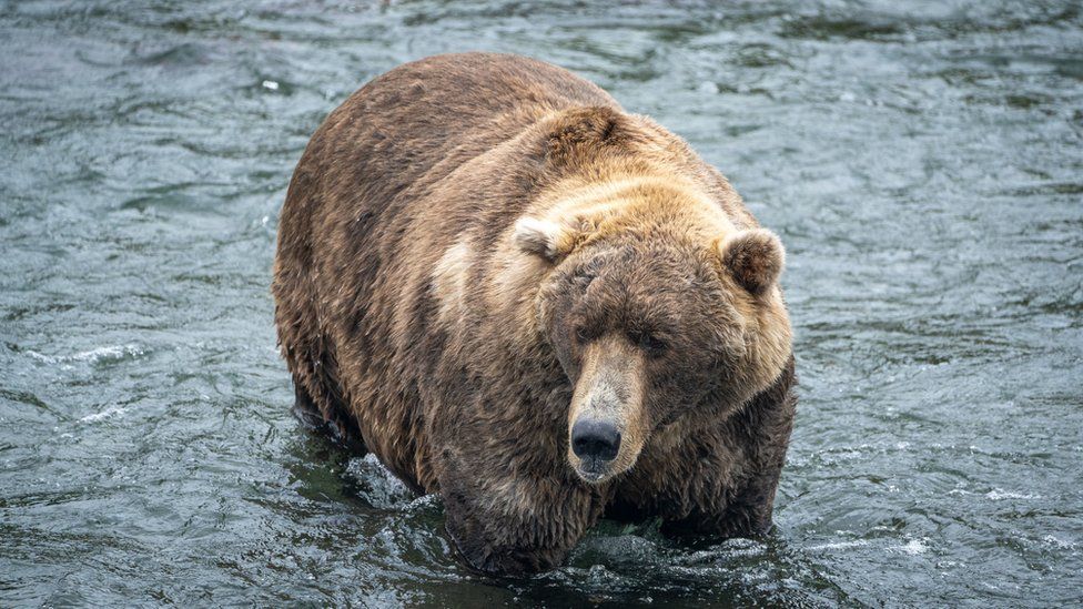 A large brown bear sits in an Alaskan river