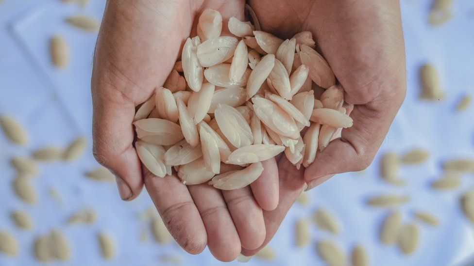 A man holding a handful of kenari nuts