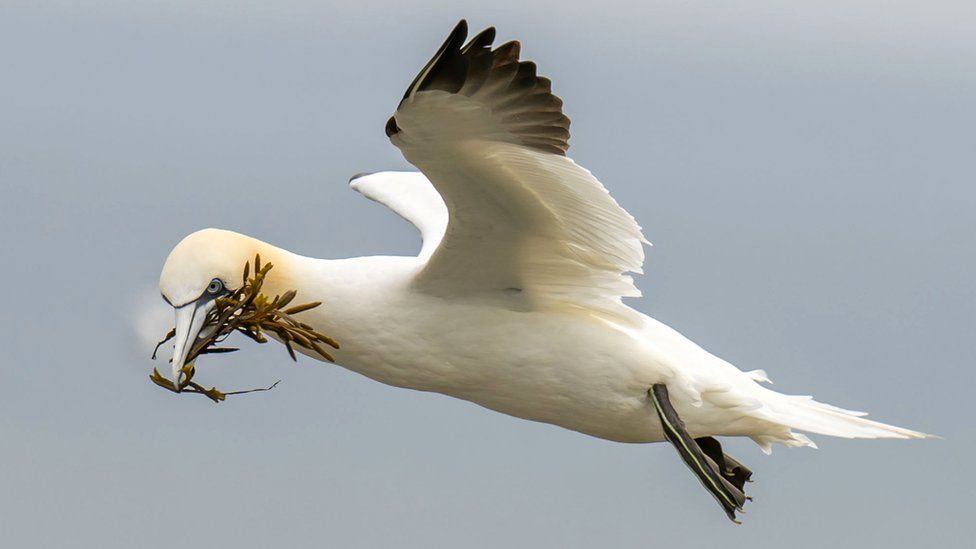 A gannet gathers nesting material