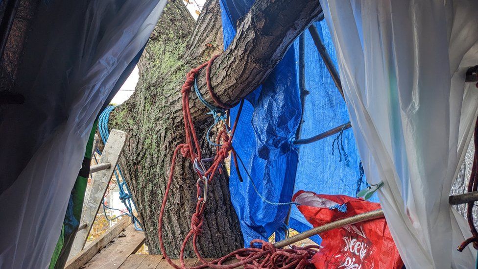 A camp built in a tree in Rochford