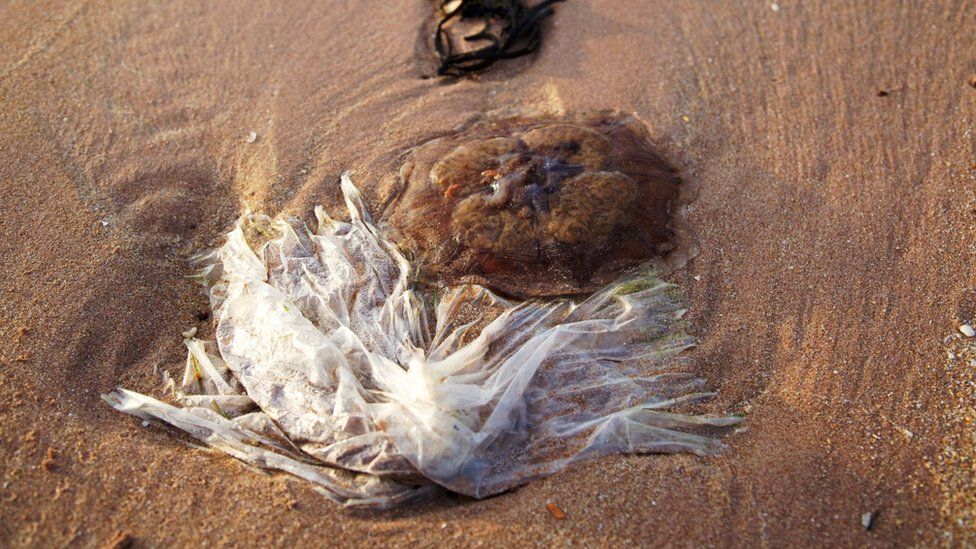 A plastic bags lies next to a jellyfish on the beach