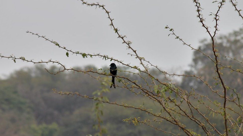 Black drongo in Bharatpur