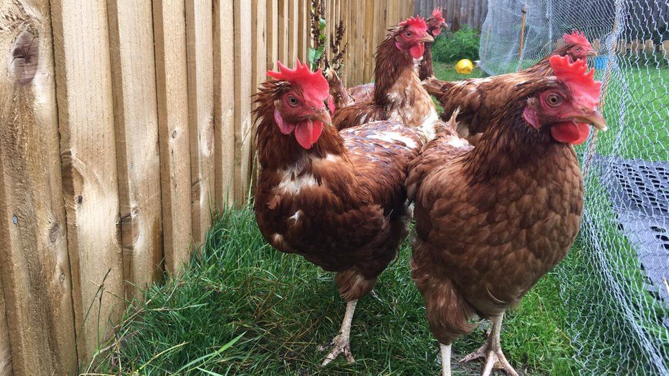 Jay and Laura Niblett's chickens at their home in Chipping Camden