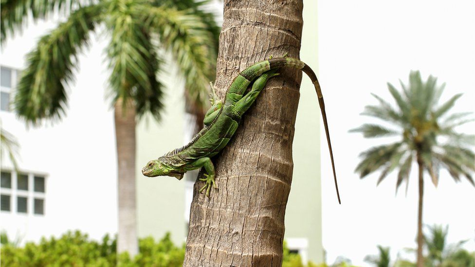 iguana-on-a-tree.