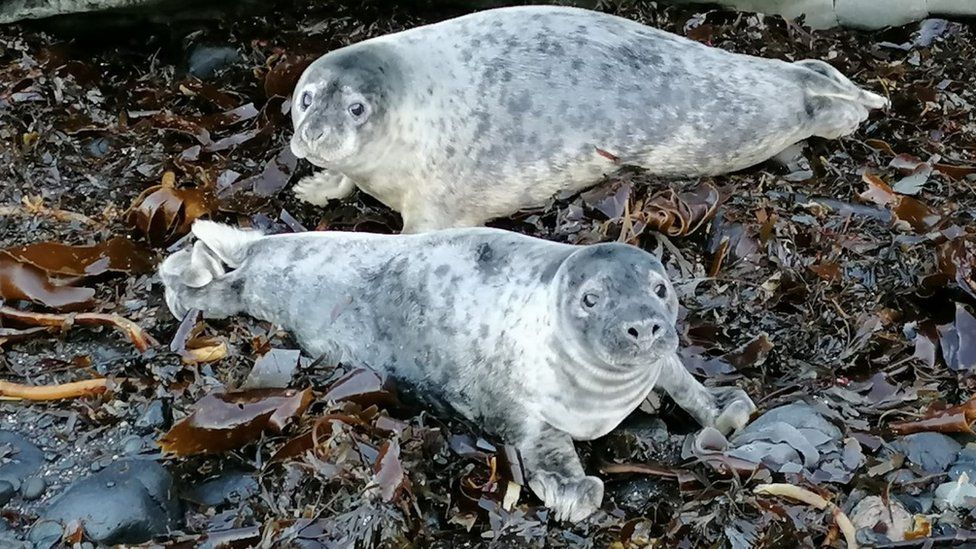 Grey seal pups on Inchkeith Island in the Firth of Forth