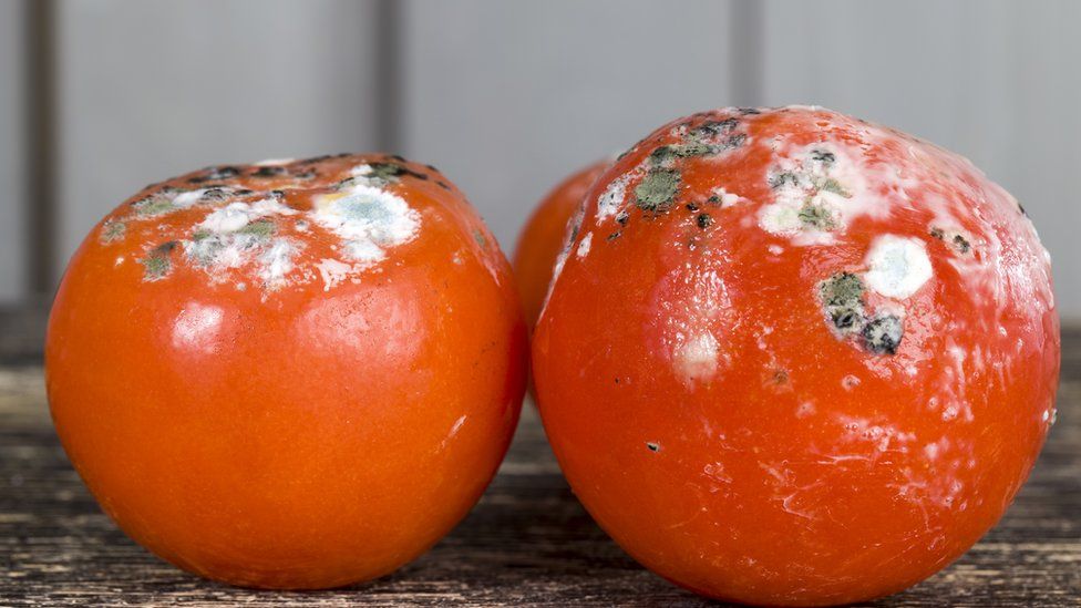 moldy tomatoes