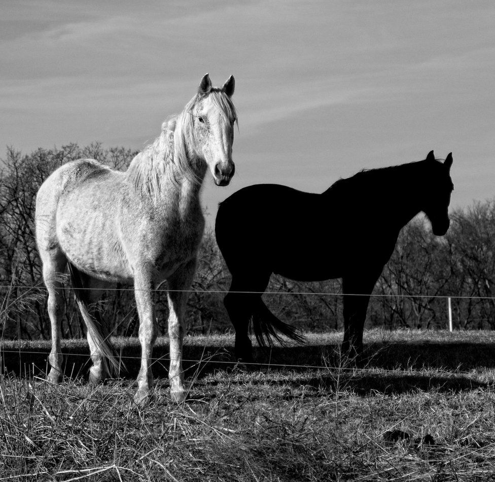 Two horses in a field