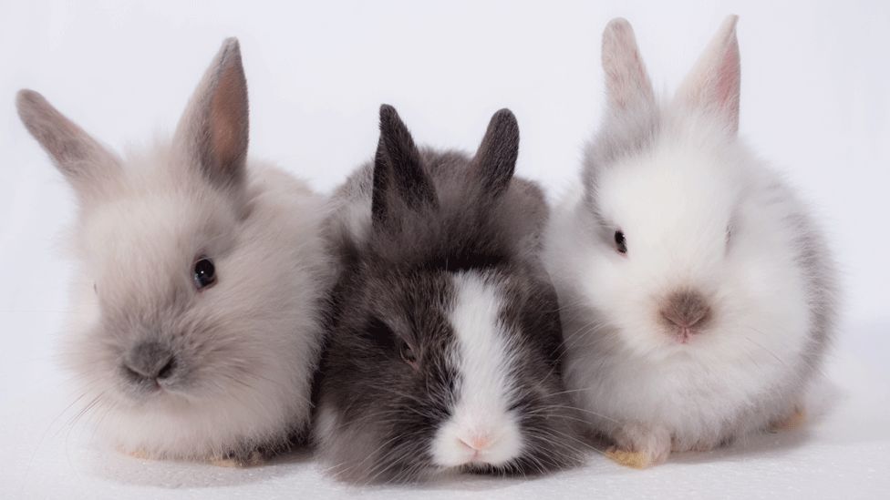 MSPs consider greater protection for pet rabbits - BBC News