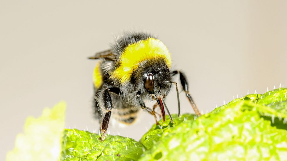 Bumblebees Bite Plants to Force Them to Flower (Seriously)