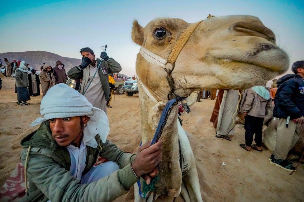 Assistant holds the camel of a participant at the start of the Wadi Zalaga race in South Sinai, Egypt - Tuesday 10 January 2023