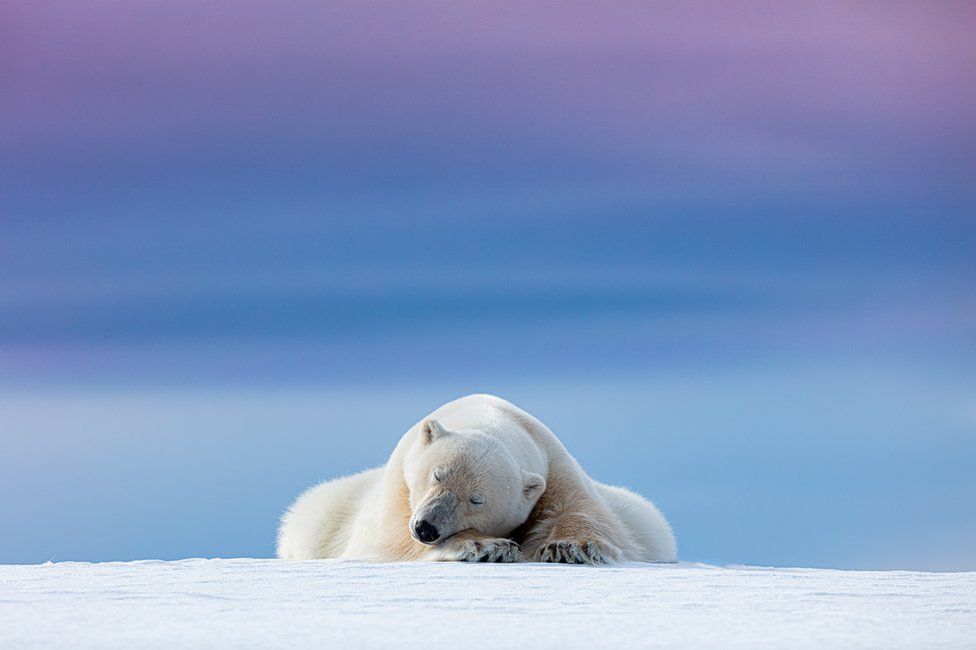 A polar bear sleeps on the ice