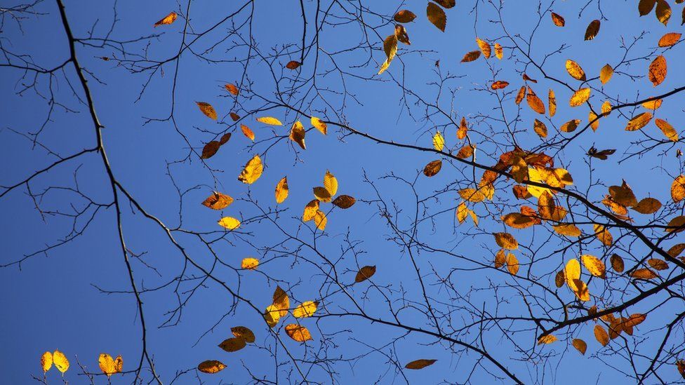 Why do leaves change colour in autumn? BBC Newsround