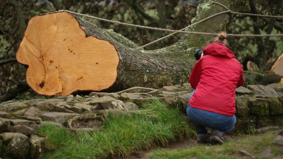 A woman take a picture of the felled tree