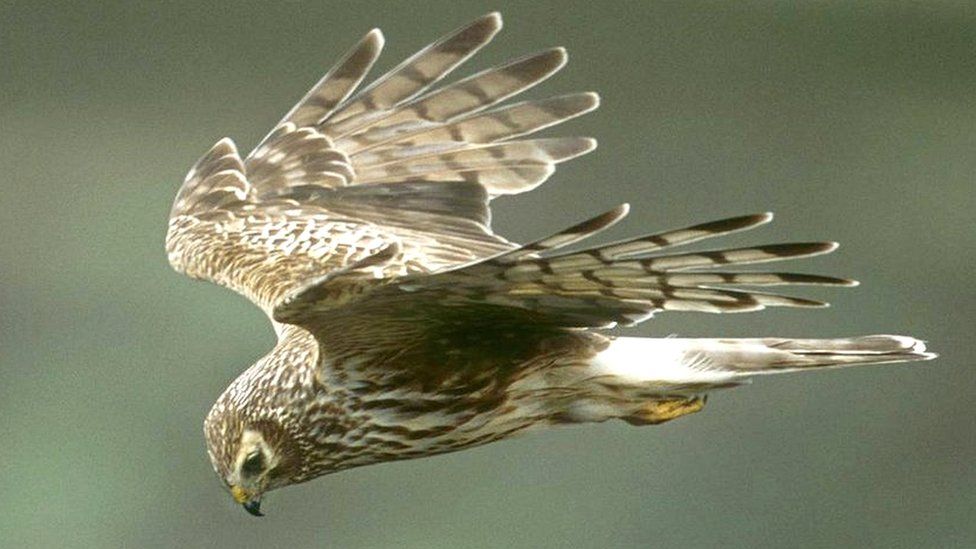 Hen harrier