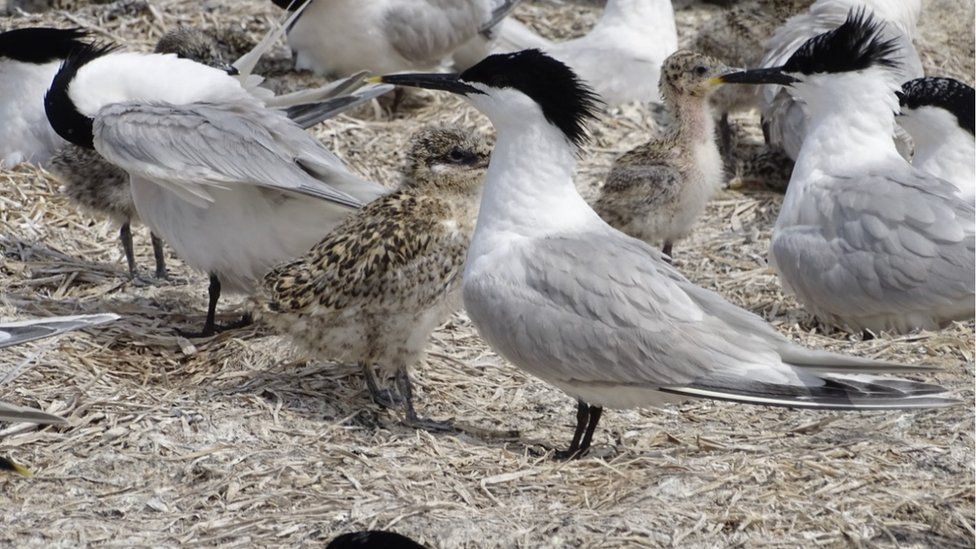 Sandwich terns and chicks