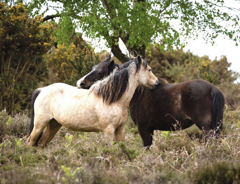 Two New Forest ponies