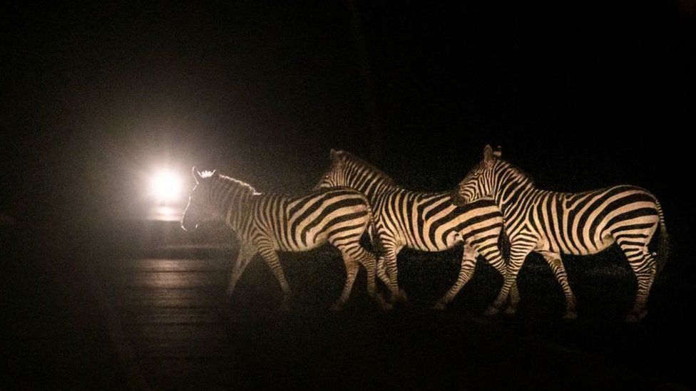 Zebras cross the road which has about 70 meter-long free electric-fence area for all animals as their corridor in the Amboseli-Tsavo ecosystem at night as a motorbike waits next to Kimana Sanctuary in Kimana, Kenya, on March 14, 2021. - A turf war has erupted over a 180-acre avocado farm near one of Kenya's premier national parks, where elephants and other wildlife graze against the striking backdrop of Africa's highest peak. Opponents of the farm say it obstructs the free movement of iconic tuskers -- putting their very existence at risk -- and clashes with traditional ways of using the land. The farm's backers refute this, saying their development poses no threat to wildlife and generates much-needed jobs on idle land. The rift underscores a broader struggle for dwindling resources that echoes beyond Kenya, as wilderness is constricted by expanding farmland to feed a growing population.