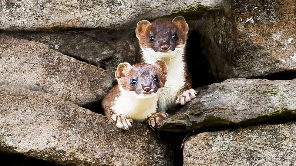 Two stoats look at the camera from out of a wall