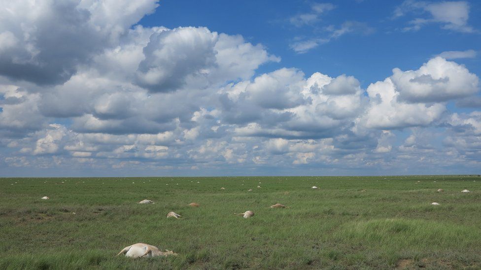 Saigas died in large numbers across the Betpak-Dala region of Kazakhstan