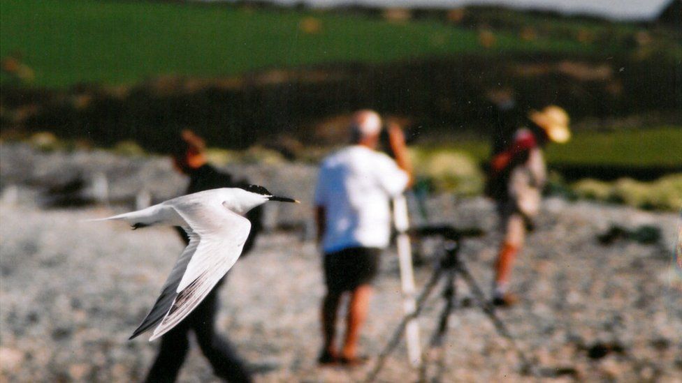 Sandwich tern flies past bird watchers looking the other way at Cemlyn Bay