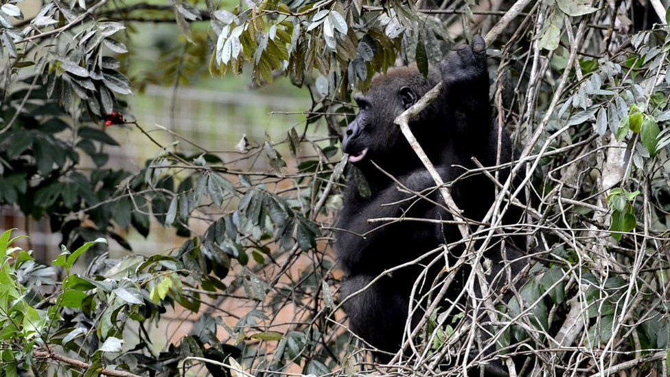 Gorilla at La Lékédi Parc, Gabon (c) Nil Rahola (IRD/CIRMF)