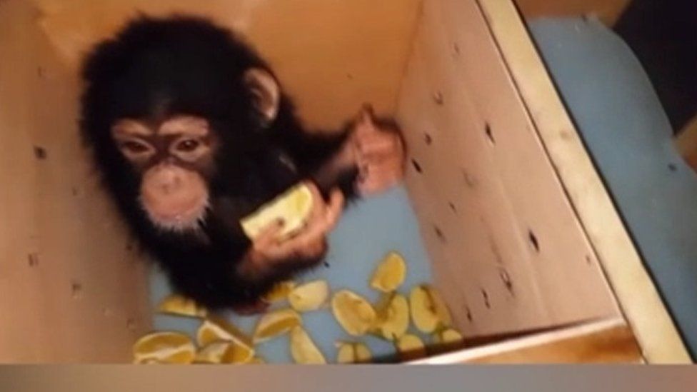 chimp hidden in adapted crate