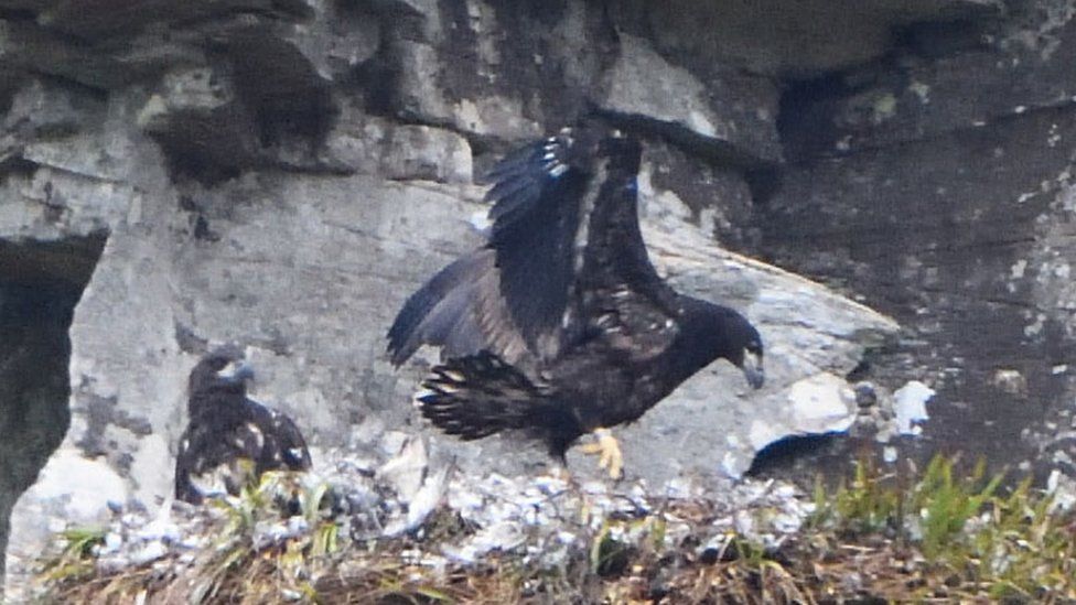 New Pictures Show Orkney's Sea Eagle Chicks In The Nest - BBC News