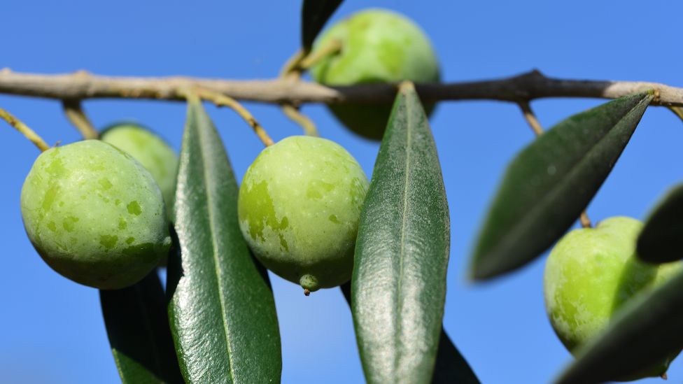 Italy, Tuscany, ripe olives on tree stock photo
