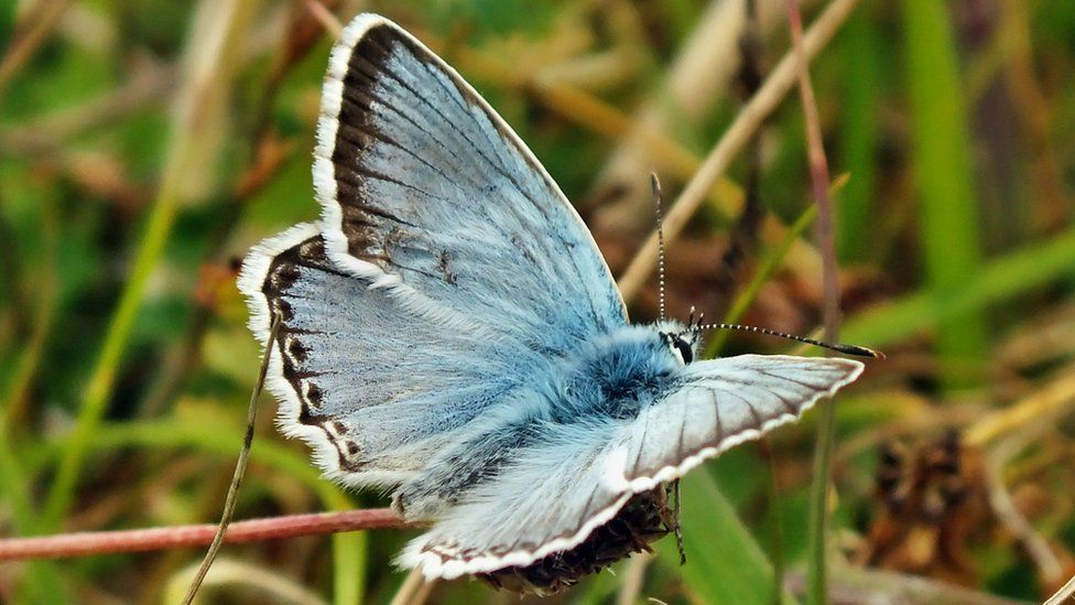 Chalkhill Blue butterfly