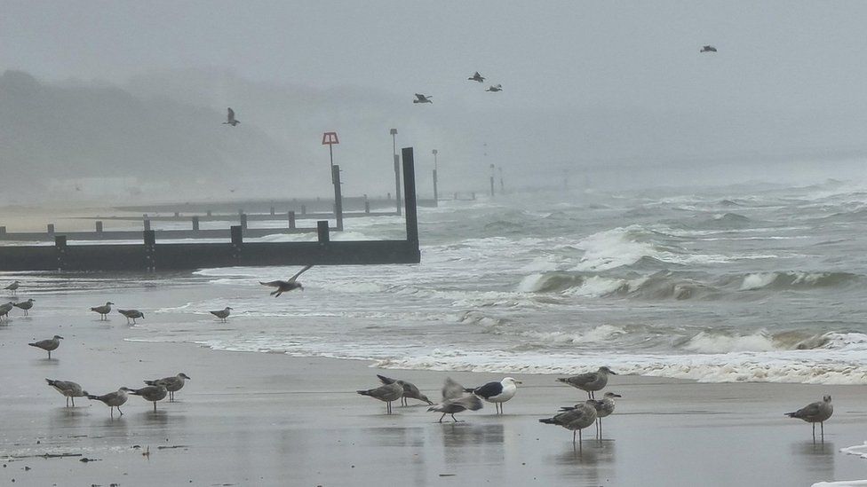 Birds on a stormy Bournemouth beach