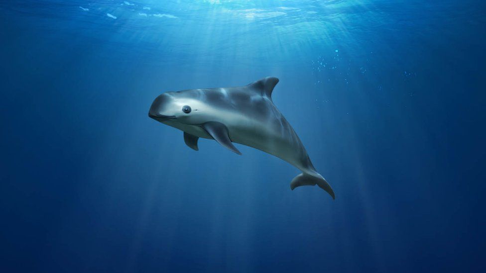 Vaquita illustration