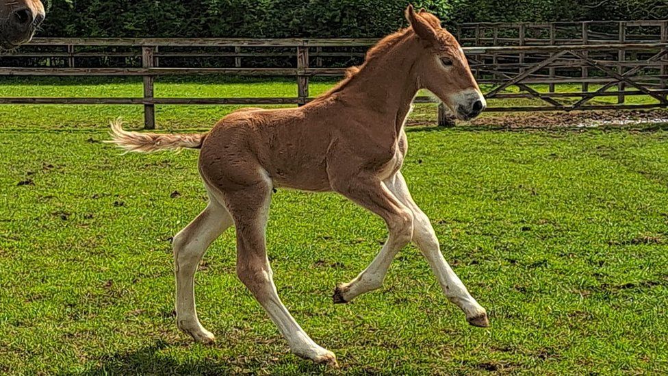 Foal Dazzling King Charles