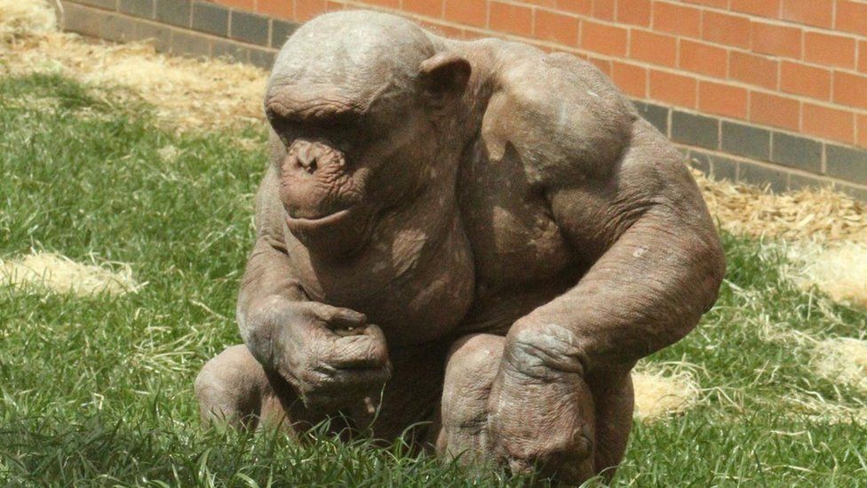 Twycross Zoo's hairless chimp Mongo dies 'unexpectedly' - BBC News