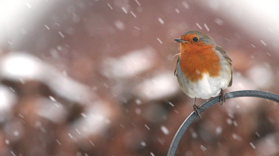 A robin in the snow
