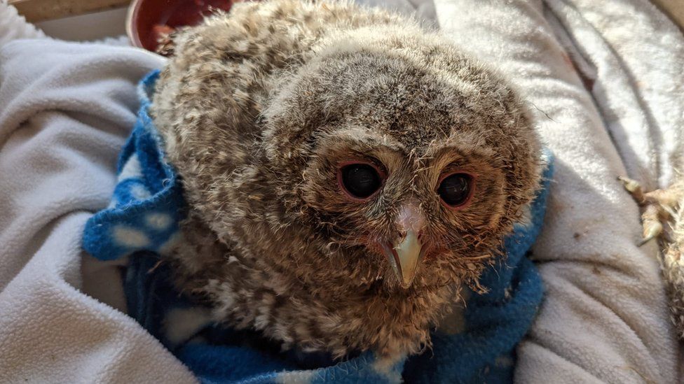 One of the baby owls