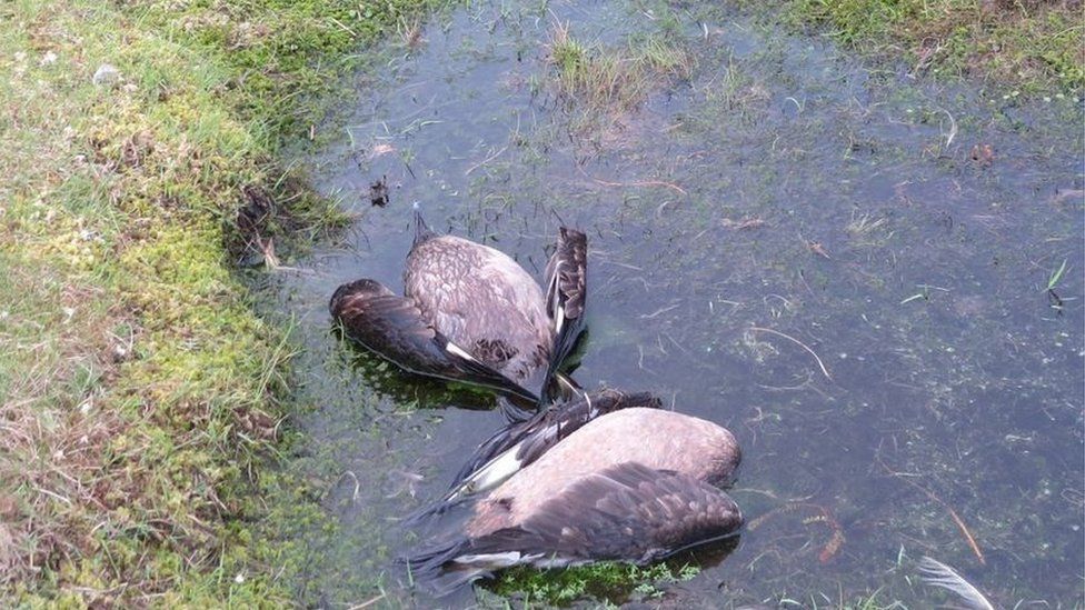 Große Raubmöwe, lokal als Bonxie bekannt