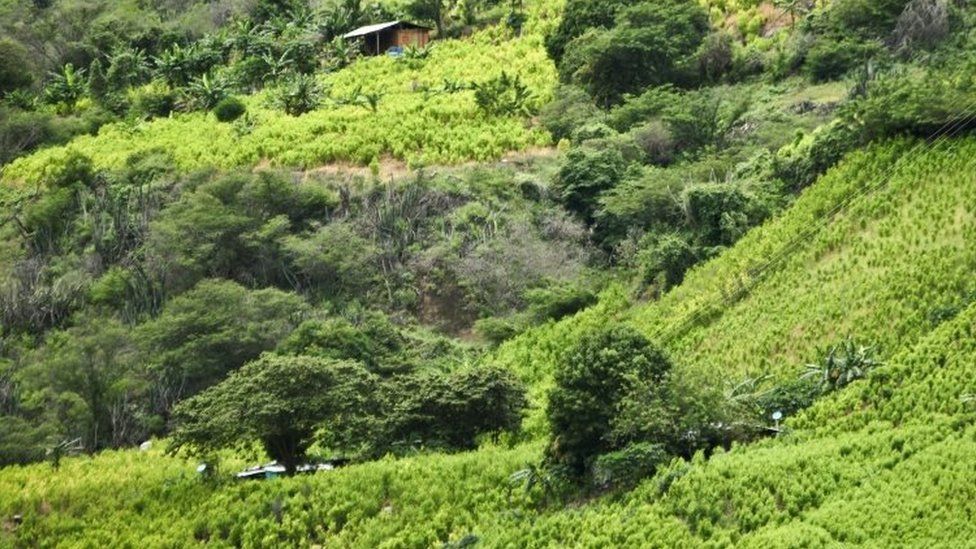 View of a coca field on a hillside in a rural area of Policarpa, department of Narino, Colombia, on January 15, 2017