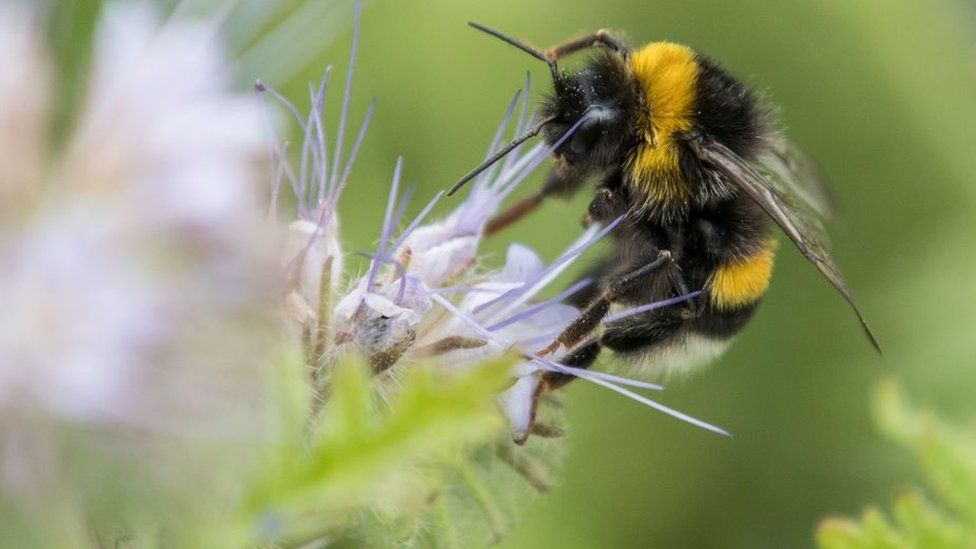 Bumblebee collecting pollen from a flower