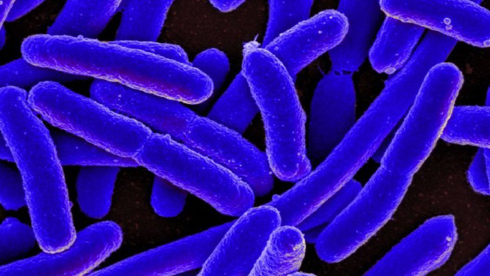 E. coli