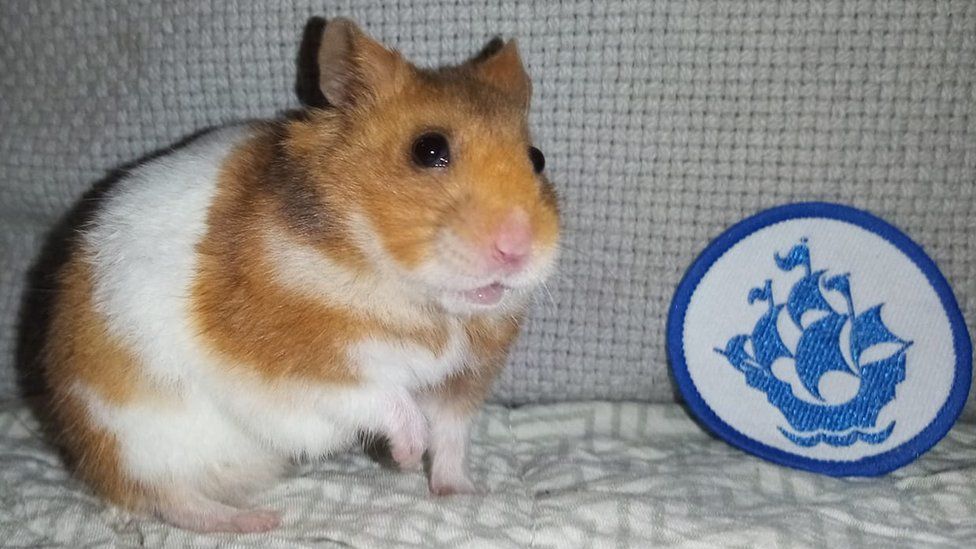Treacle the hamster and her Blue Peter badge