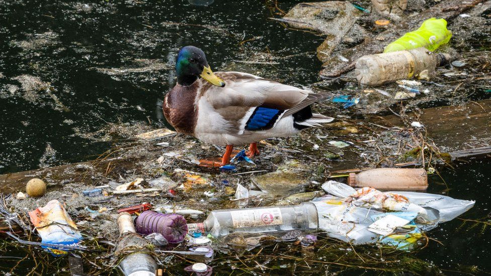 A duck surrounded by rubbish