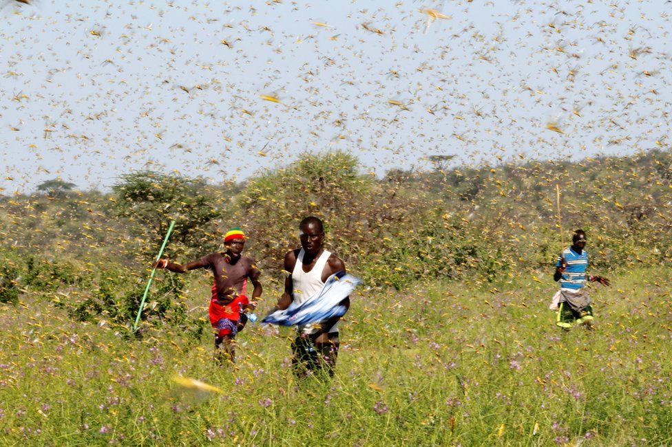 Homens samburu tentam repelir gafanhotos