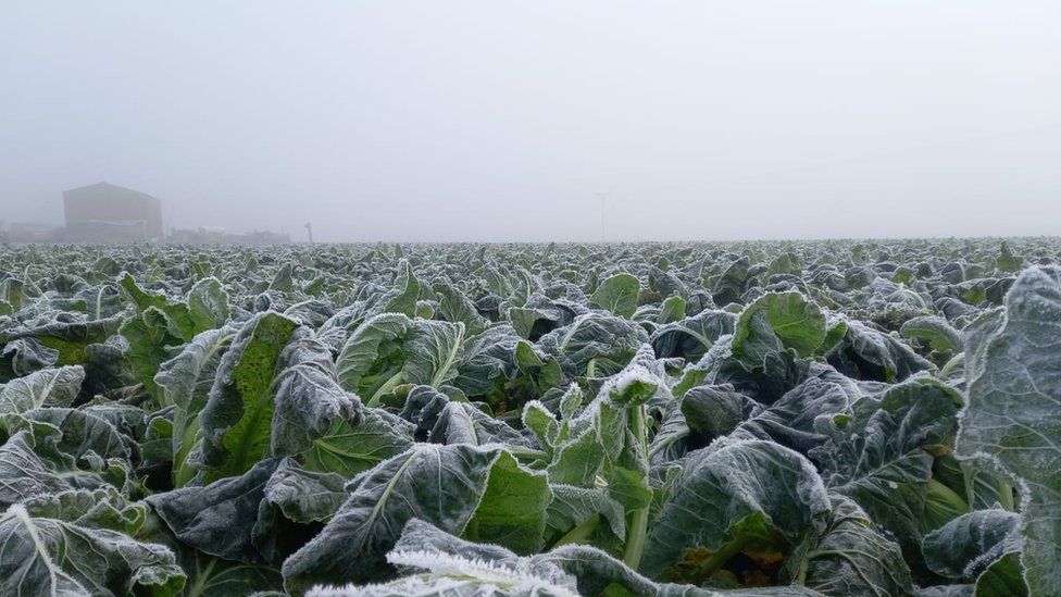 A frost-covered fields