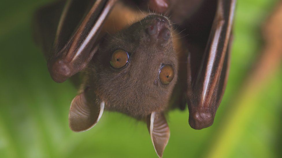Short-nosed fruit bat, Thailand