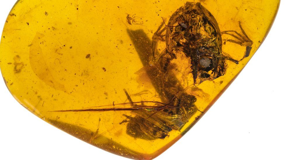 Frog trapped in amber