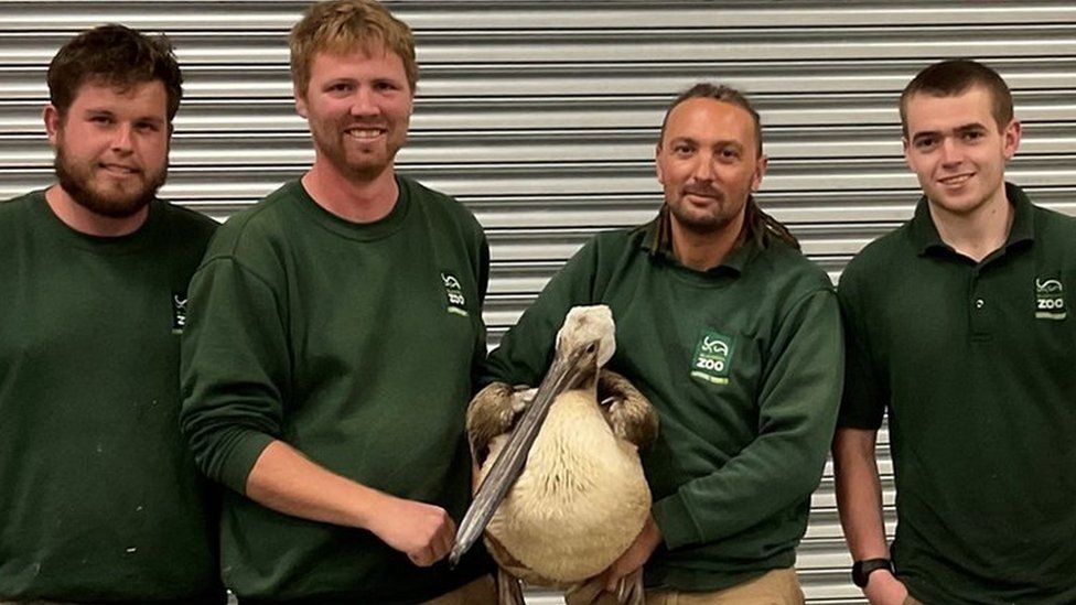 Keepers and staff involved in the rescue of Blackpool Zoo’s pelican