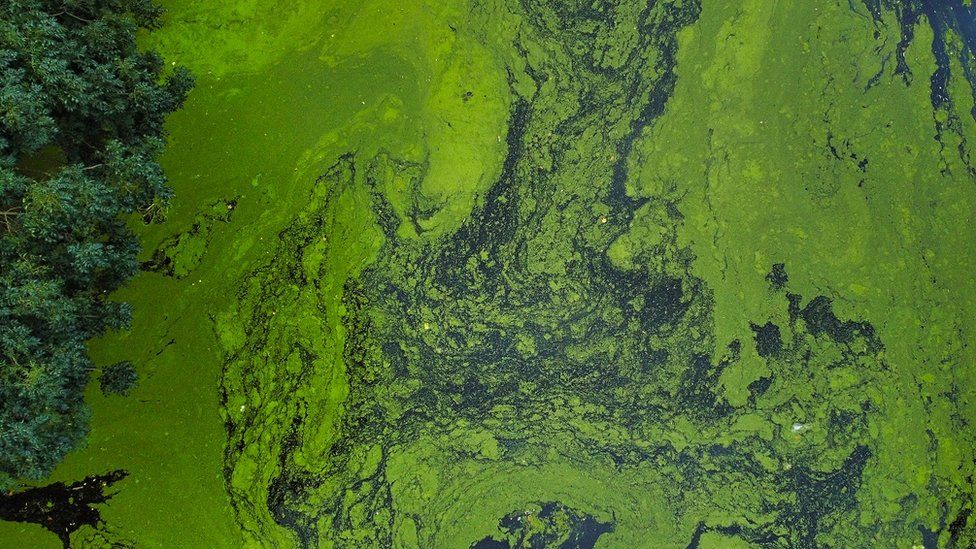 Aerial view of green algae on still water, Leeds, West Yorkshire, England, Britain